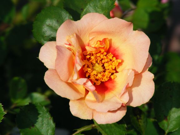 Eyeconic Pink Lemonade photo epl2013_08020032_zps41804d73.jpg